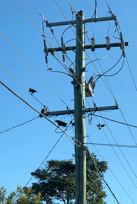 Espacio de descanso de un Pseudocheirus peregrinus (Ringtail Possum o Zarigüeya) Una instalación típica de reconectador de Brisbane, con Protectores anti-fauna y abundante vida silvestre